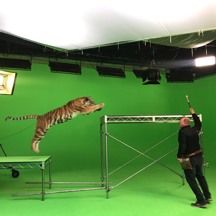 Tiger Filming with green screen.