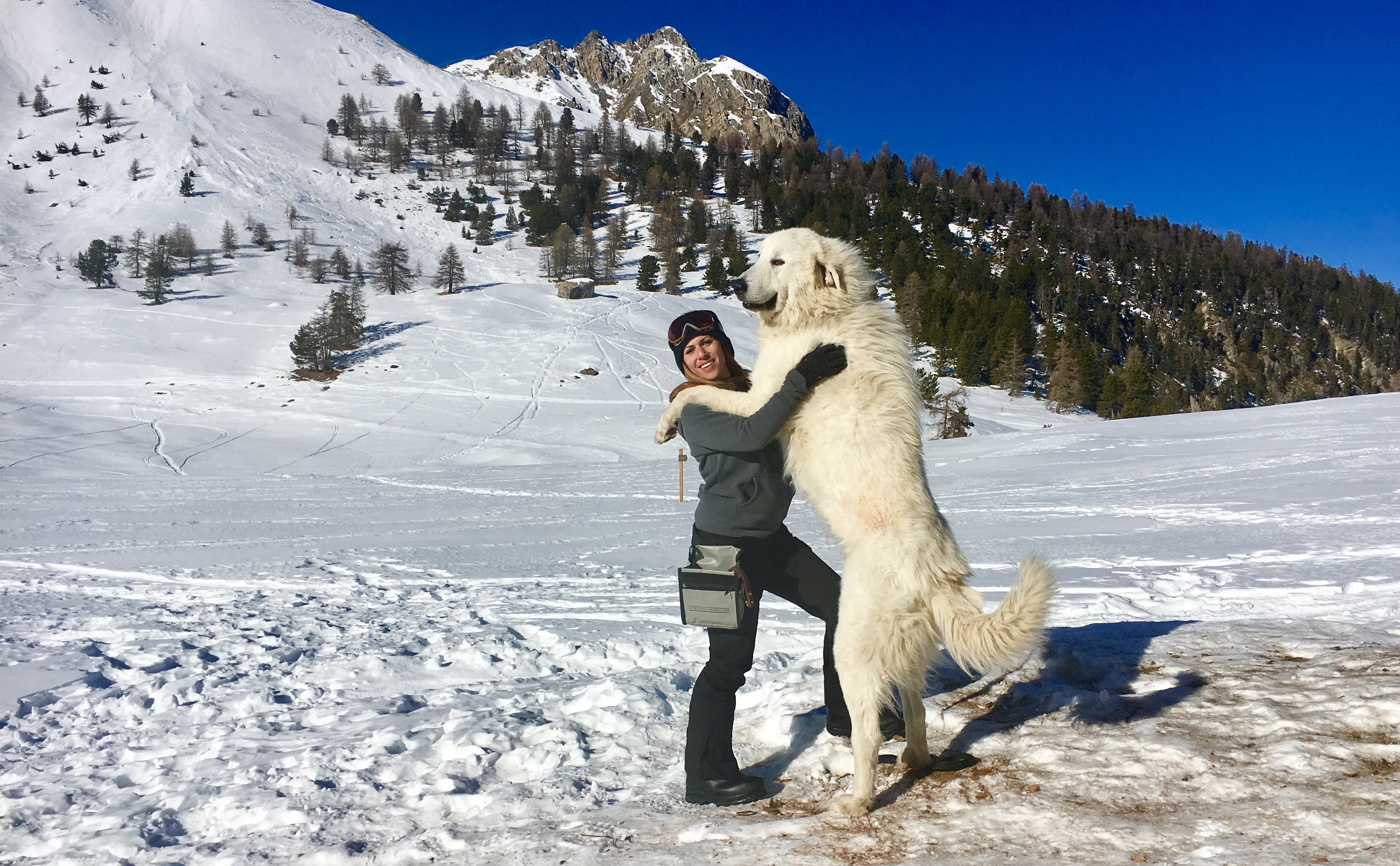Behind the scenes at Belle and Sebastian final movie featuring Instinct Animals for Film’s Pyrenean Mountain Dog