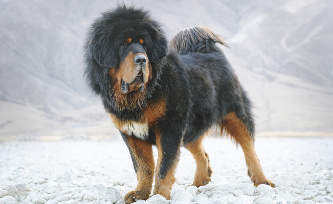 Tibetan Mastiff on a hollywood movie set 