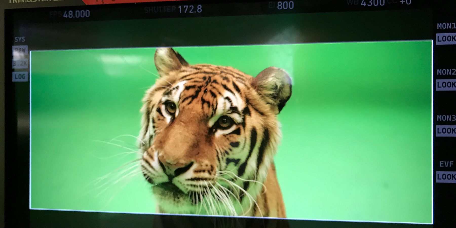 Tiger Filming with green screen