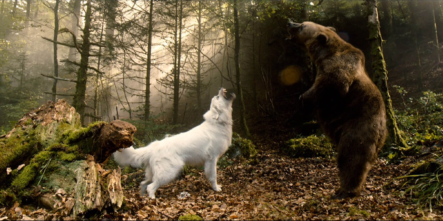 Grizzly bear and Pyrenean Mountain Dog on the set of Belle Et Sebastian Hollywood film 